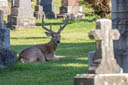 Wild Deer At Woodland Cemetery - London, Ontario